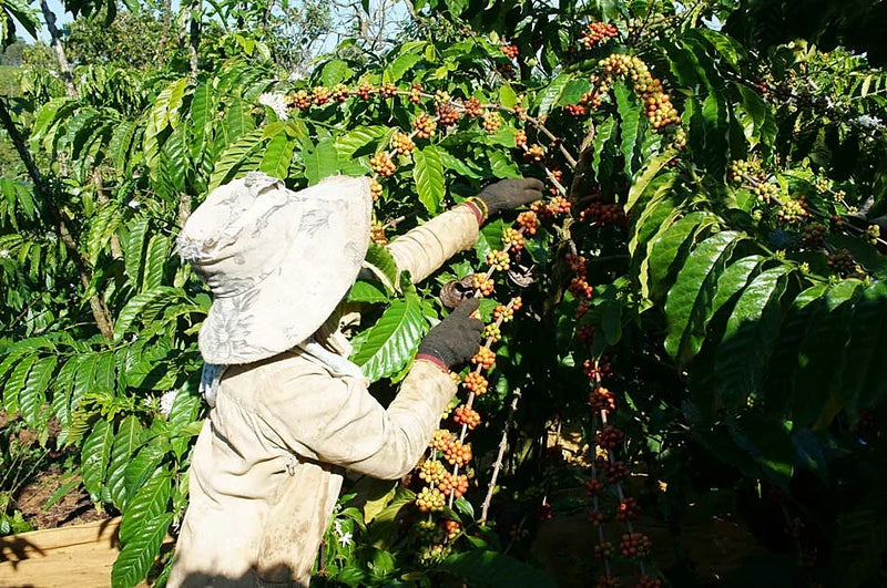 Arabica coffee cherries on the branch