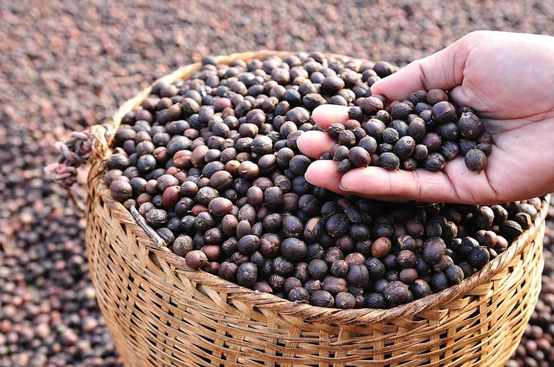 Hand-picked sun-dried Yemeni coffee cherries