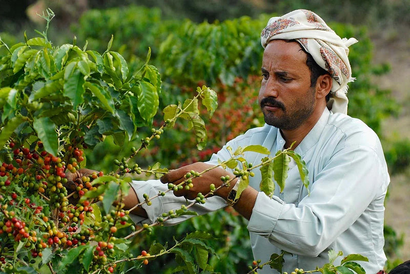 Farmer hand-picking ripe coffee cherries