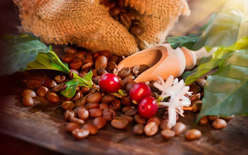 Roasted coffee beans and coffee cherries